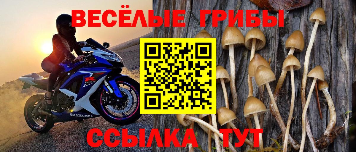 Псилоцибиновые грибы Cubensis  Конаково  Галлюциногенные грибы Psilocybe 